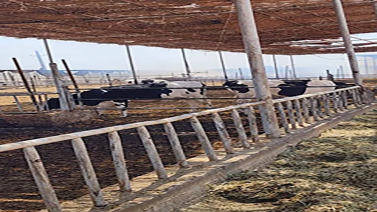 نفوق 11 رأس ماشية في حريق بمزرعة مواشي بالبحيرة