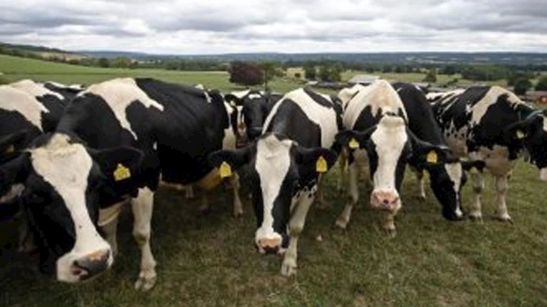 أمريكا.. انتشار صامت لإنفلونزا الطيور بين الأبقار وسط تزايد خطر انتقاله إلى البشر