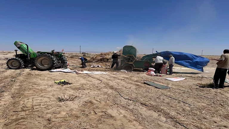 وزير الزراعة يتابع جهود حصاد القمح والشعير في شمال وجنوب سيناء