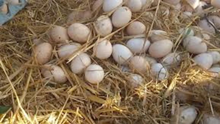 ماذا يفعل تناول البيض البلدي بـ عقلك ومستويات السكر والكوليسترول؟