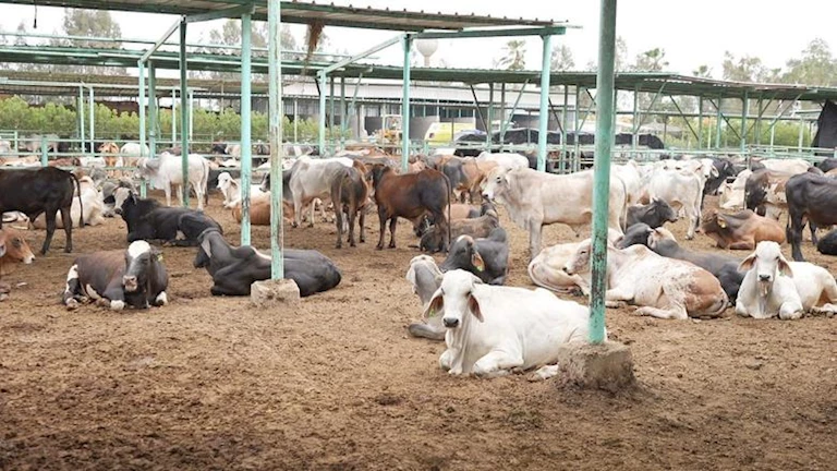 وصل لـ 10 آلاف جنيه.. جمعيات خيرية تلجأ إلى تقسيط صك الإضاحي