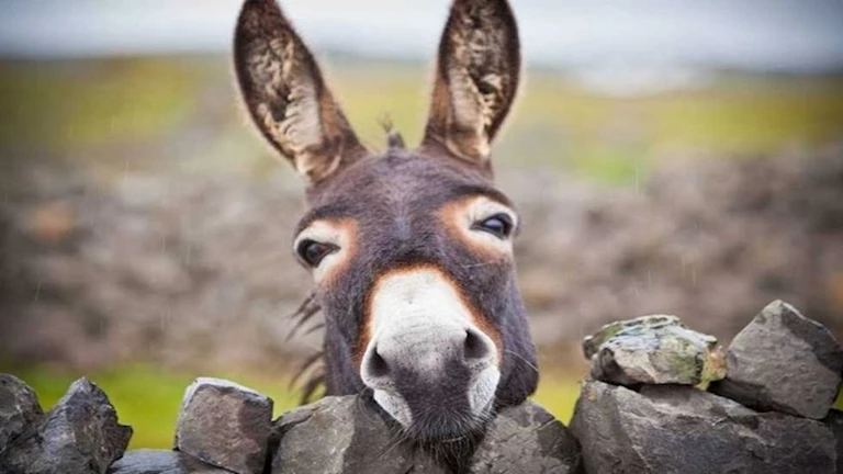 في اليوم العالمي للحمار.. “بيطري” يكشف استخدامات جلده وأكثر الدول المستوردة