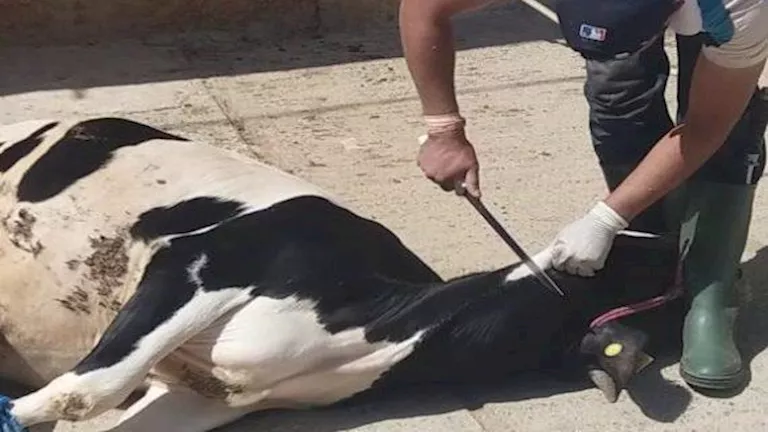 ضبط شادر مخالف لذبح الأضاحي خارج المجزر بمقابل مادي في القليوبية