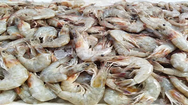 أسعار الأسماك والمأكولات البحرية في سوق العبور اليوم 30-6-2025