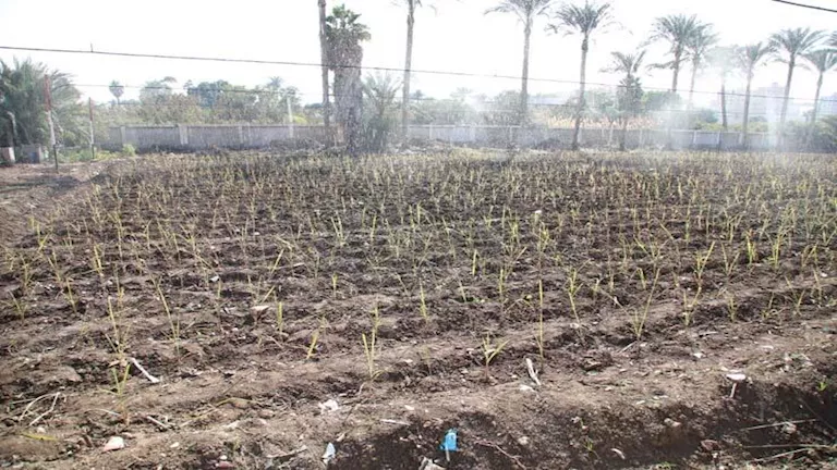 الزراعة: نقترب من تحقيق الاكتفاء الذاتي من السكر بنسبة 100% العام المق