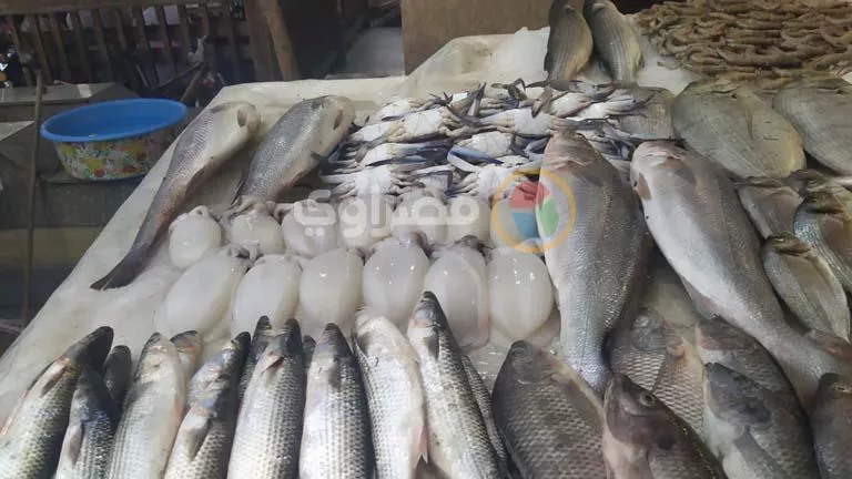 “بنصف ثمنها”.. مبادرة لتخفيض أسعار الأسماك بالإسماعيلية