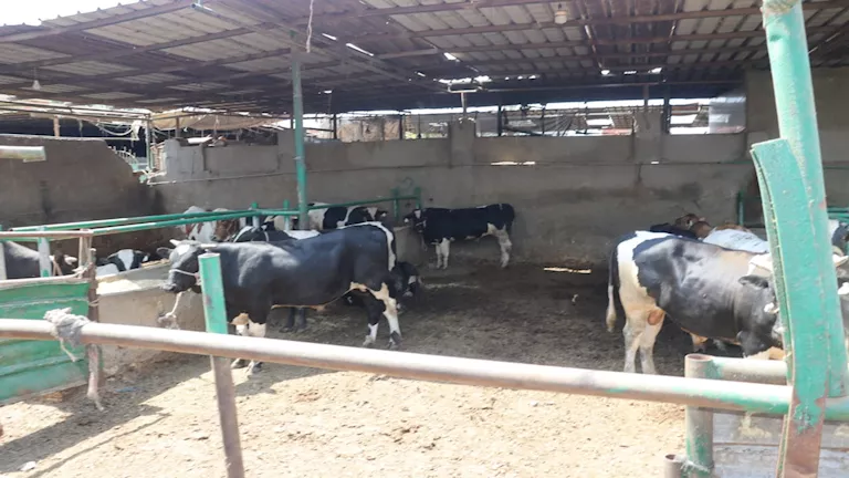 توفر الرؤوس المحسنة.. الزراعة تطلق مبادرة لدعم صغار المربين