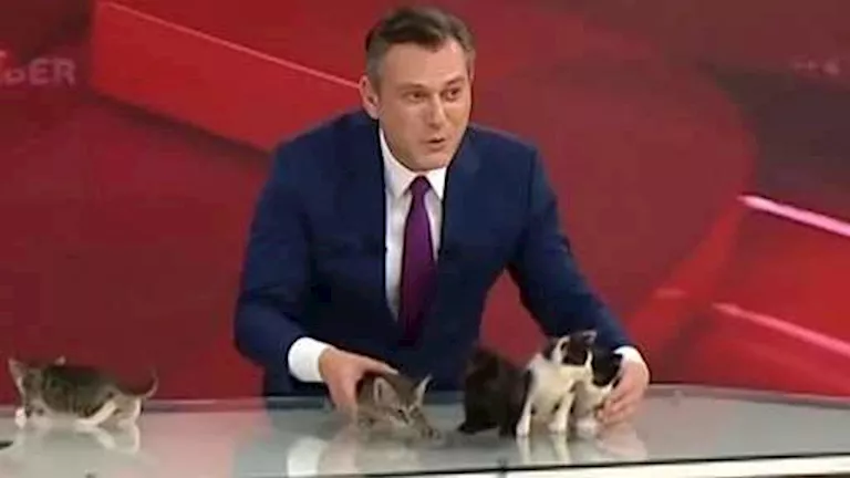 حدث غير معتاد.. ولادة قطة أثناء بث نشرة أخبار في تركيا (فيديو)