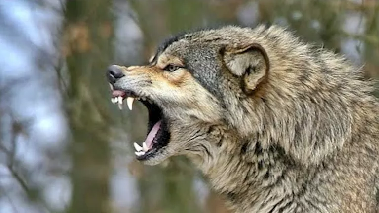 حيوان مفترس يهاجم 8 مواطنين بقنا.. والأهالي: شبه الذئب البري