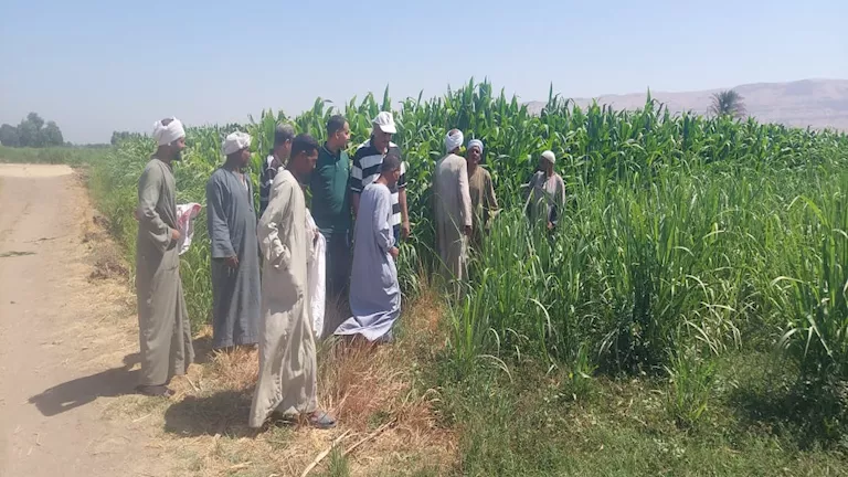 الزراعة” تتفقد الأنشطة البحثية والإرشادية بقرى الأقصر
