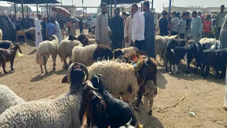 من تربية الأضحية إلى المقلقل.. ما لا تعرفه عن عربان السويس في العيد