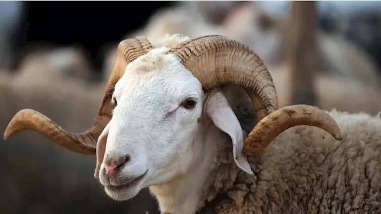 “عشان ميضحكش عليك.. 4 علامات تدل أن أضحية العيد مصابة بأمراض خطيرة