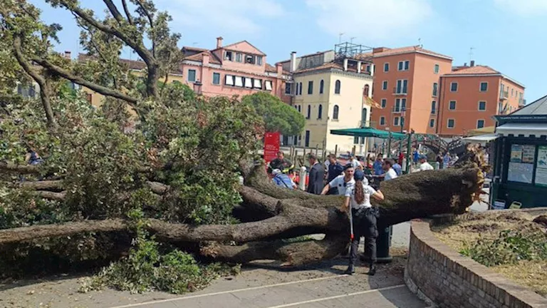 شجرة عمرها نصف قرن تتسبب في إصابة 12 شخصًا بإيطاليا (فيديو)