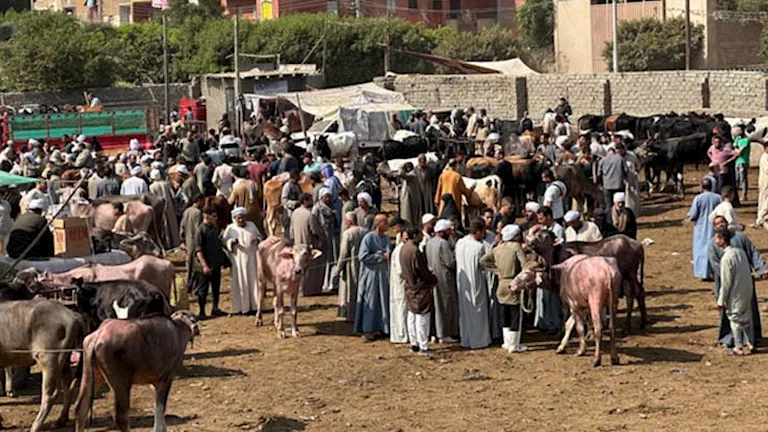 بالصور.. إقبال واسع وحركة نشطة في سوق مواشي الوراق قبل عيد الأضحى
