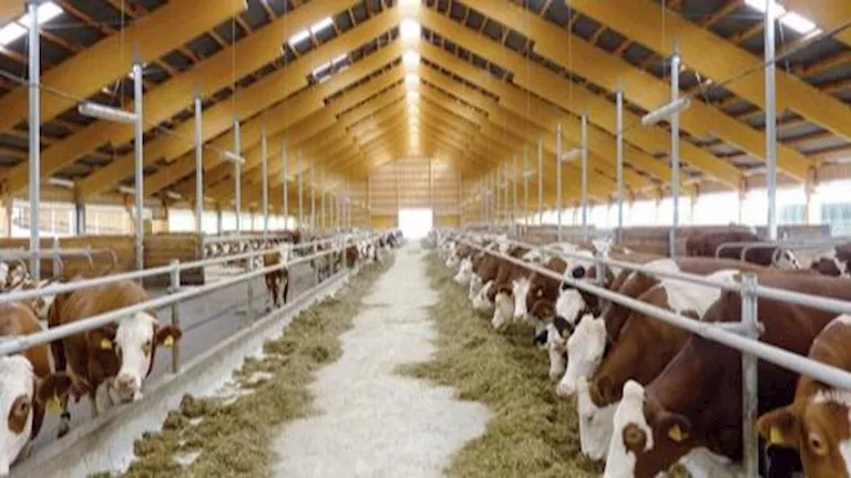 متحدث الزراعة يكشف فوائد مشروع “البتلو” لخفض أسعار اللحوم