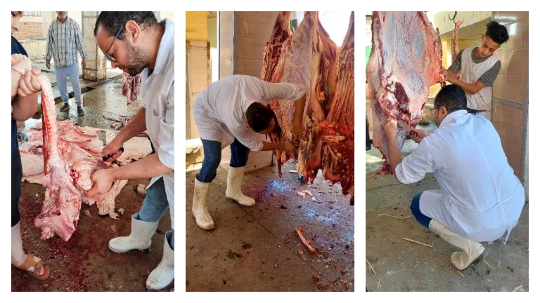 ذبح 2202 أضحية داخل المجازر الحكومية خلال أول يومين من عيد الأضحى بالج