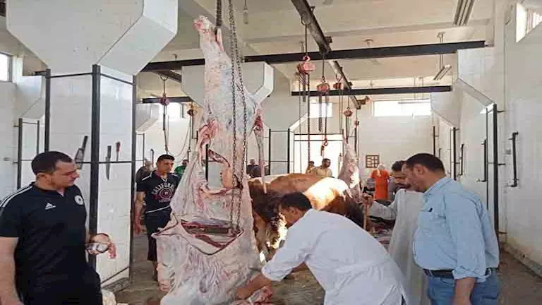 ذبح 870 رأس ماشية مجانًا خلال أول يومين من عيد الأضحى في المنيا (صور)
