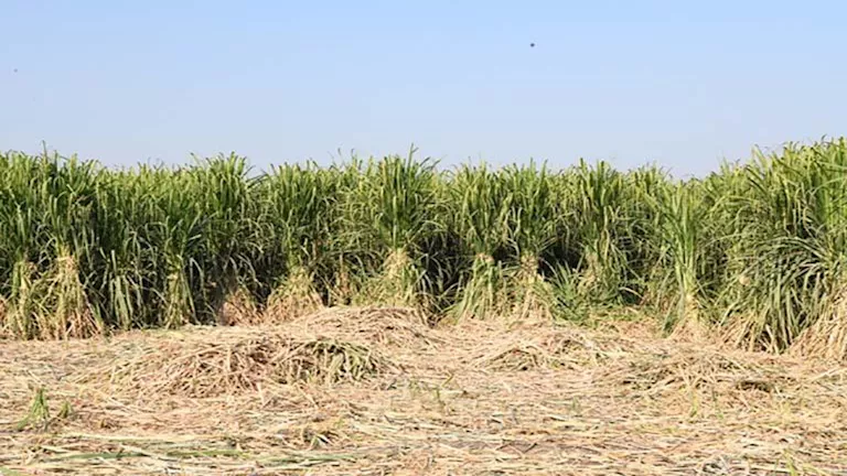 الري: خطة متكاملة لزيادة إنتاج القصب والبنجر بأقل استهلاك للمياه