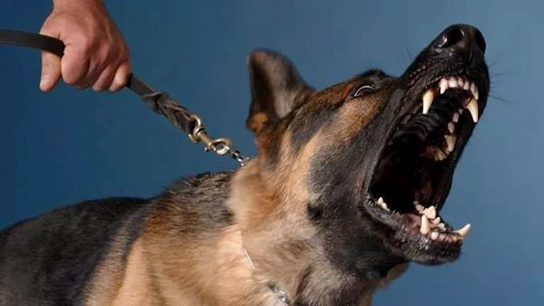 ضبط المتهمين بترويع أطفال باستخدام كلب وعصا خشبية بالقليوبية