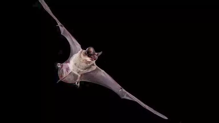 فيروسات جديدة تثير القلق.. اكتشاف 20 سلالة مميتة في خفافيش بالصين