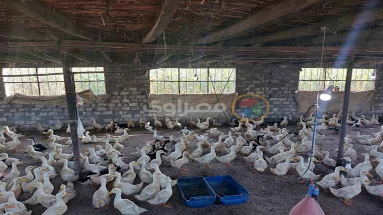 وزير الزراعة يكشف لمصراوي كيف تأثرت الدواجن بتراجع أسعار الأعلاف