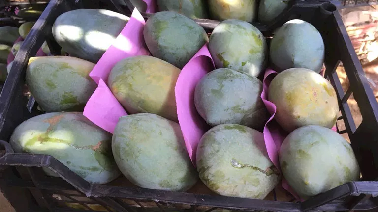 5 أضرار تحدث لجسمك عند تناول “المانجو” يوميًا.. انتبه