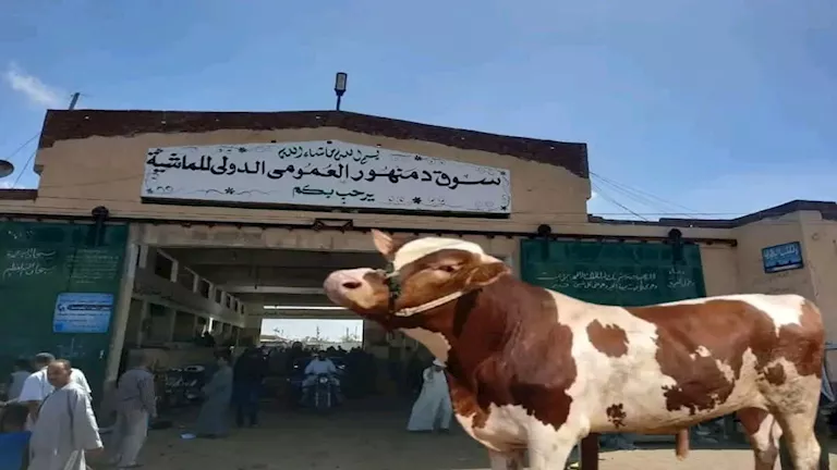 زور خطاب ضمان بـ 41 مليون جنيه.. القبض على مستأجر سوق الماشي