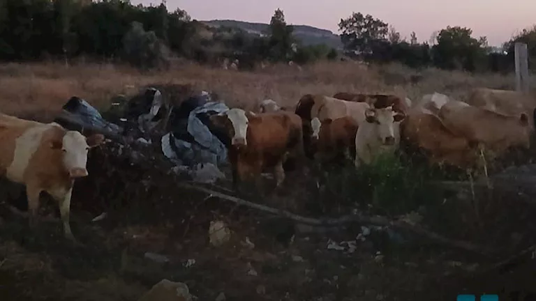 استنفار في جنوب لبنان بعد عبور عشرات الأبقار الإسرائيلية