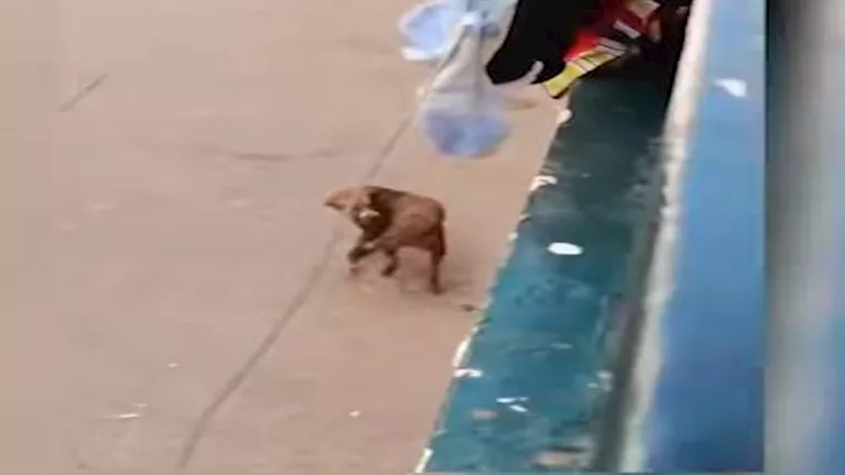 كواليس سكب عامل ماء ساخن على كلب بأسيوط