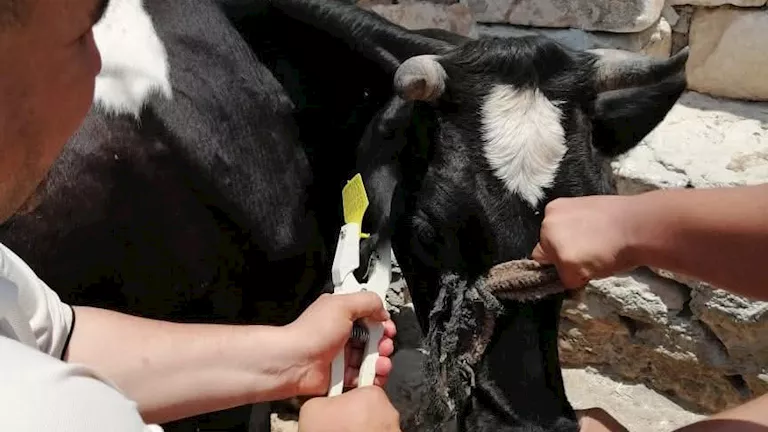 “الزراعة”: تحصين أكثر من 824 ألف رأس ماشية في الأسبوع الأول للحملة الق