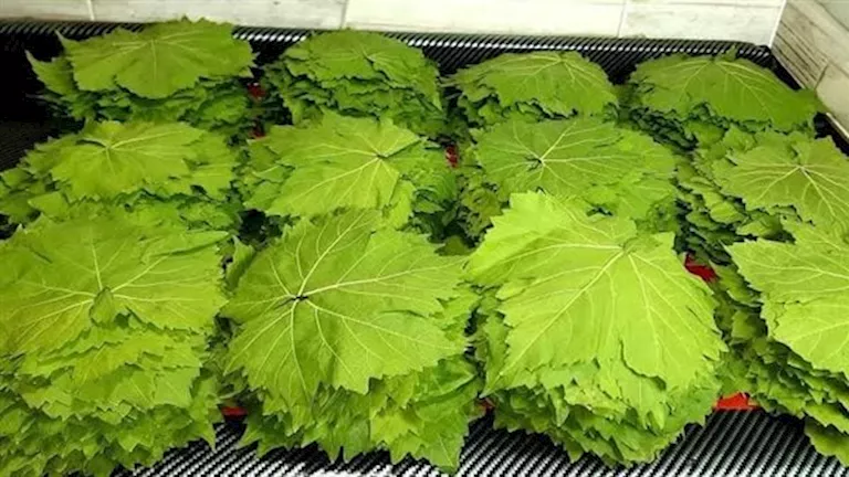 ورق محشي العنب يقفز إلى 100 جنيه للكيلو.. والشعبة توضح الأسباب