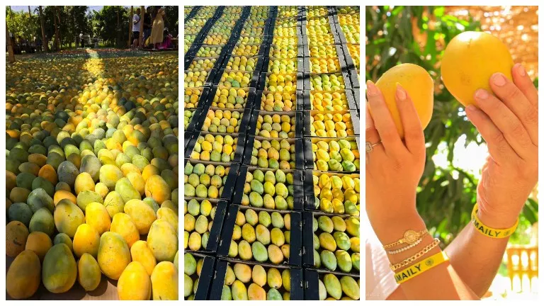 الإسماعيلية تكشف تفاصيل مهرجان المانجو 2025.. الموعد وطريقة الاحتفال