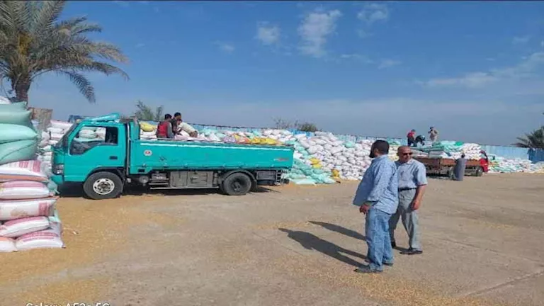 صوامع وشون الشرقية تستقبل 600 ألف طن قمح