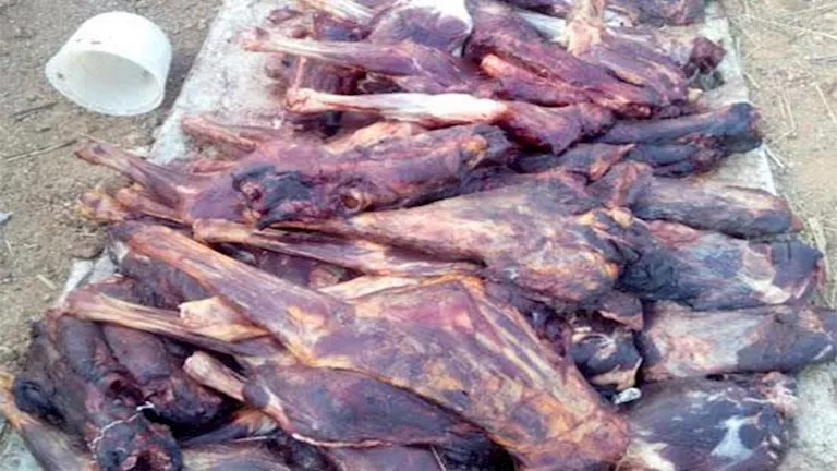 “بواقي أكل الأسود”.. تفاصيل ضبط 29 جوالًا بها حيوانات مذبوحة بالدخيلة