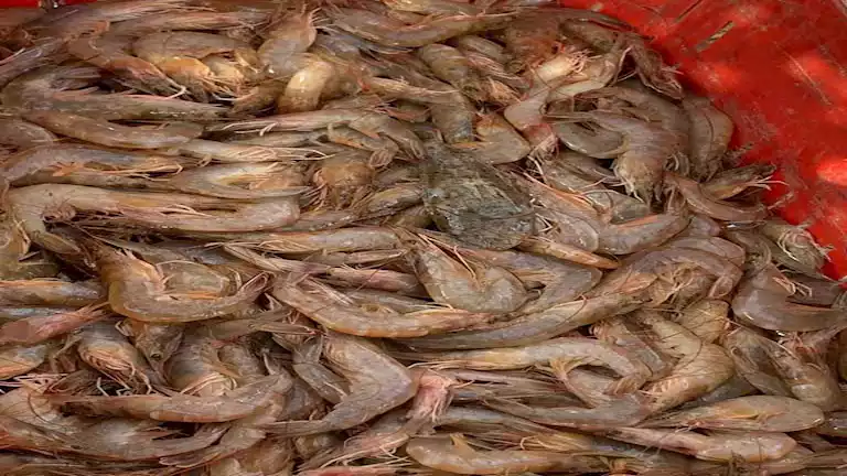 إطلاق الدفعة الثالثة من يرقات الجمبري في بحيرة قارون -تفاصيل