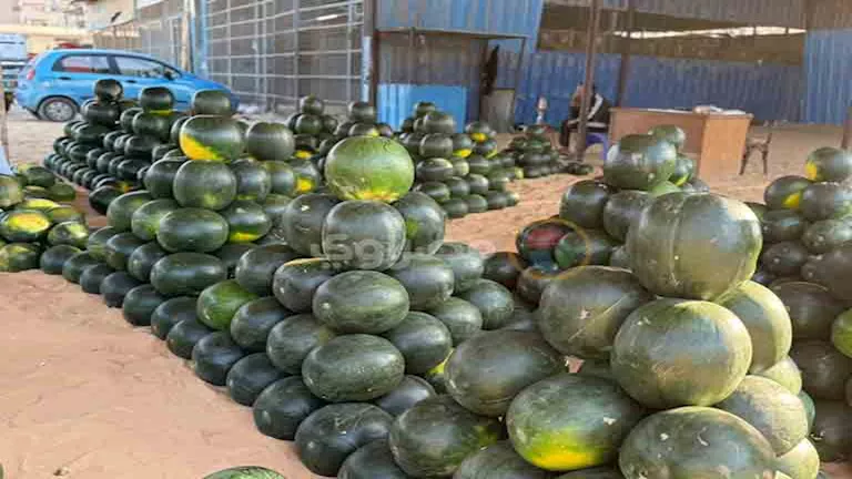 صيدلية متنقلة.. باحثة بمعهد تكنولوجيا الأغذية تكشف أهمية البطيخ -(فيدي