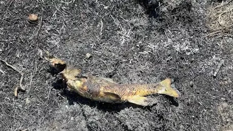 سمكة تسقط من السماء وتسبب حريقا.. ما القصة؟