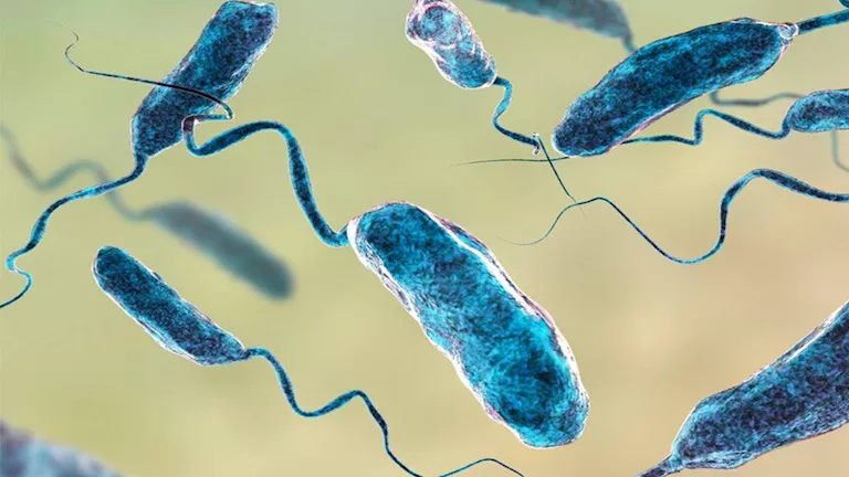 في المنتجات البحرية.. تحذير من بكتيريا قد تسبب تعفنا دمويا مميتا