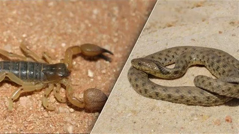 بسبب الحرارة..إصابة شخصين بلدغات العقارب السامة في الفرافرة والخارجة