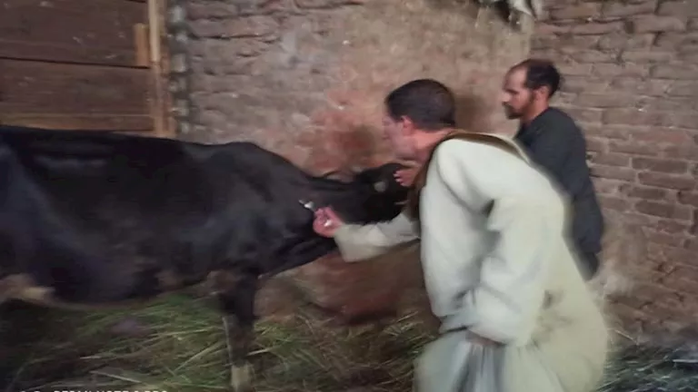 تحصين 20 ألف رأس ماشية ضد الحمى القلاعية في أسبوع بأسيوط (صور)