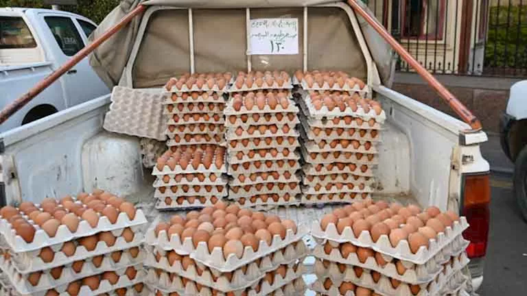 بالصور- انطلاق قافلة لبيع البيض بأسعار مخفضة بالبحيرة