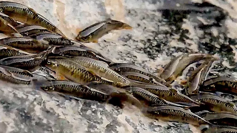 أسماك صغيرة تتسلق شلالا شاهقا في البرازيل بطريقة مذهلة “فيديو”