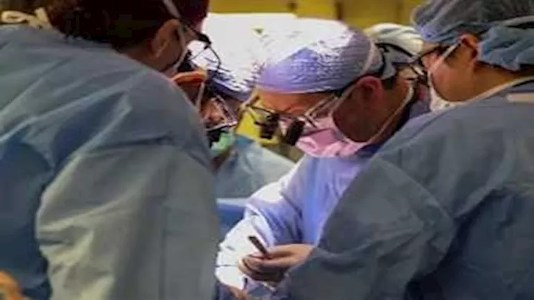 نجاح أول زراعة رئة خنزير في إنسان ميت دماغيا في الصين