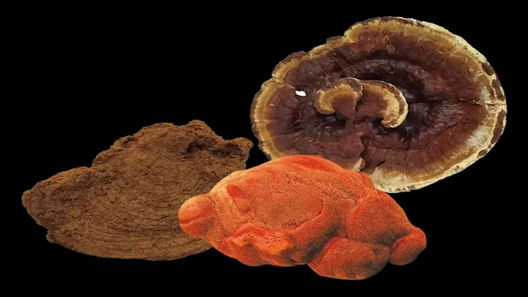 كنز طبي في فطر نادر.. اكتشاف مركبات قادرة على قتل الخلايا السرطانية