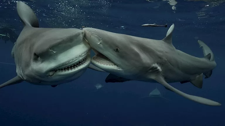 على بعد أمتار من المصطافين.. نزال عنيف بين قرش وسمكة “الراي اللاسعة” ب