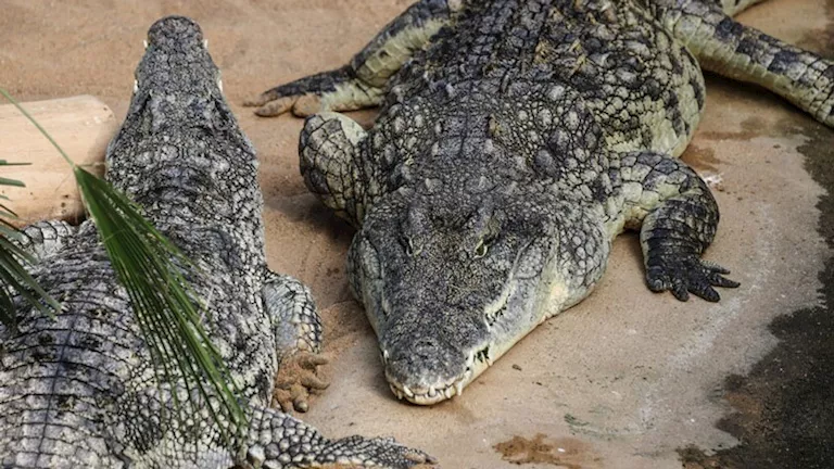 بعد تعرضها لمعاملة لا إنسانية.. إسرائيل تُعدِم تماسيح بطريقة القتل الر