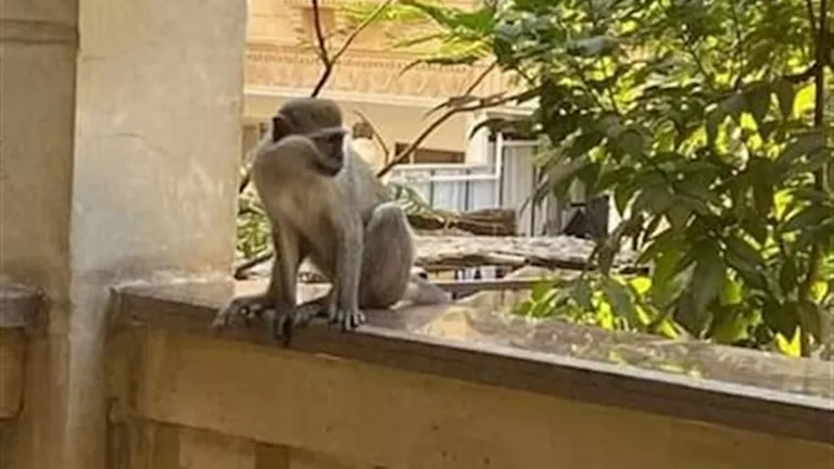 ثعالب وطواويس ونسانيس.. مصادرة 18 كائنًا بريًا مهددًا بالانقراض في كاف