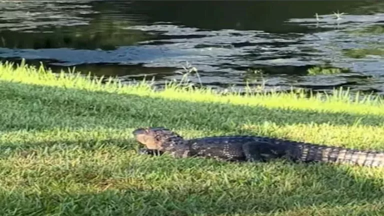 غرائب الحيوانات.. تمساح ينتقم من سائحة بهذه الطريقة الصادمة – والسبب م