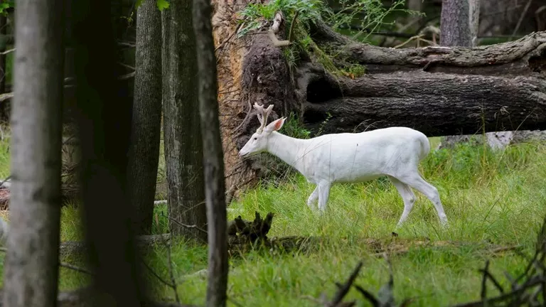 رجل يوثق لحظة ظهور غزال أبيض نادر (فيديو)