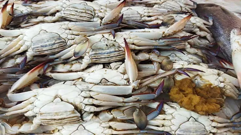 انخفاض الكابوريا.. أسعار الأسماك والمأكولات البحرية في سوق العبور اليو